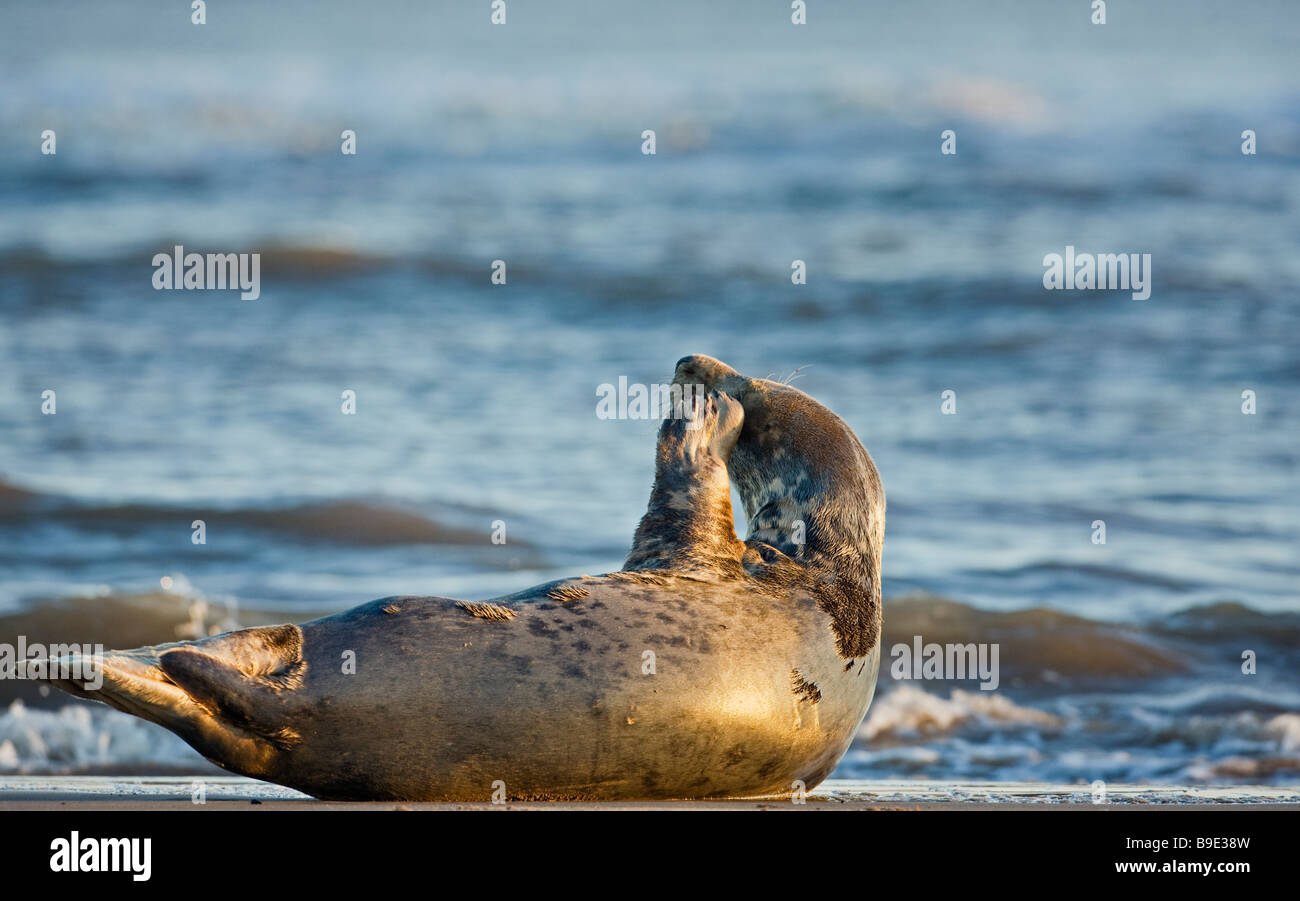 Halichoerus grypus, female grey seal. Lincolnshire December 2008 Stock Photo