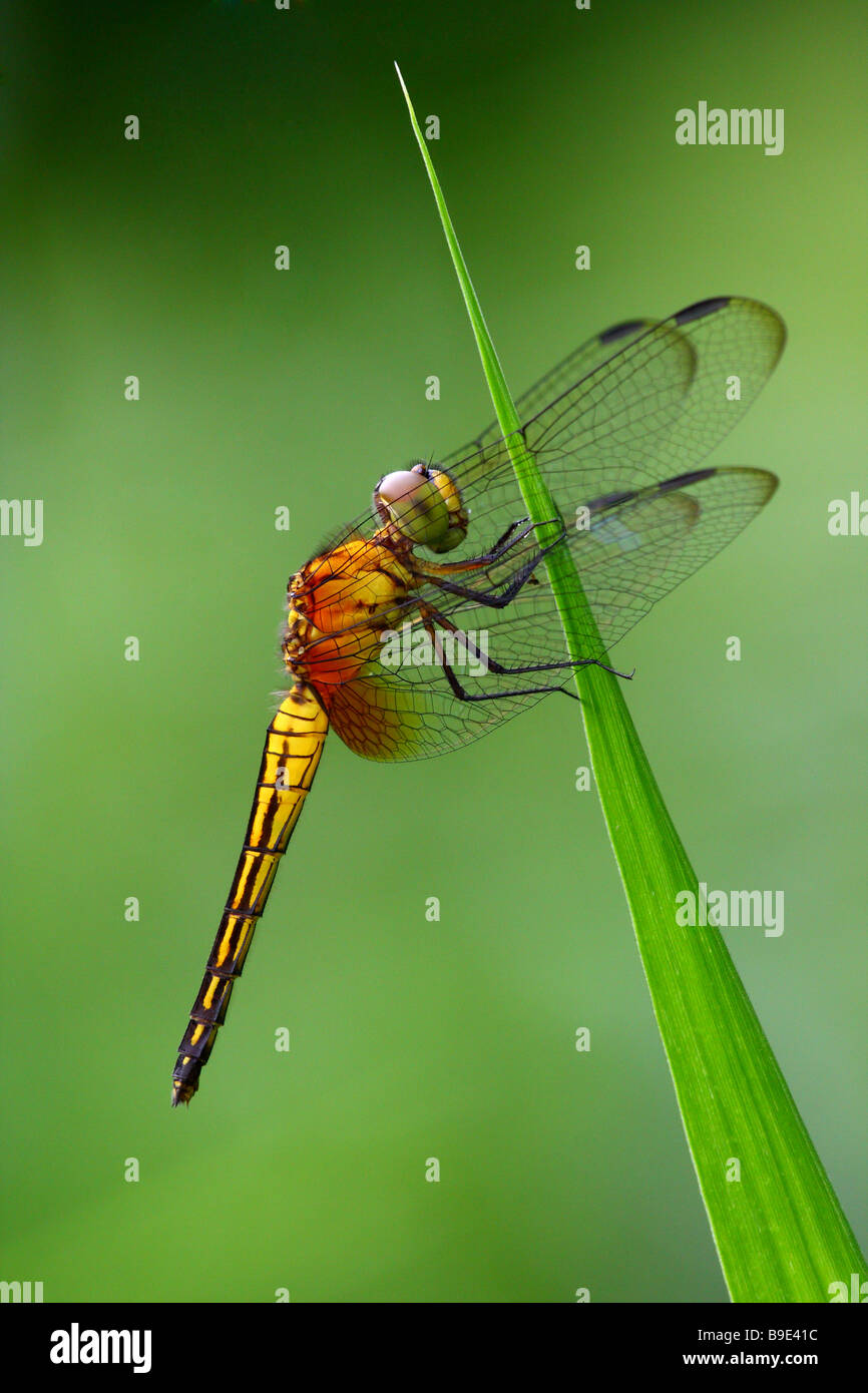 A dragonfly perched on a grass blade Stock Photo - Alamy