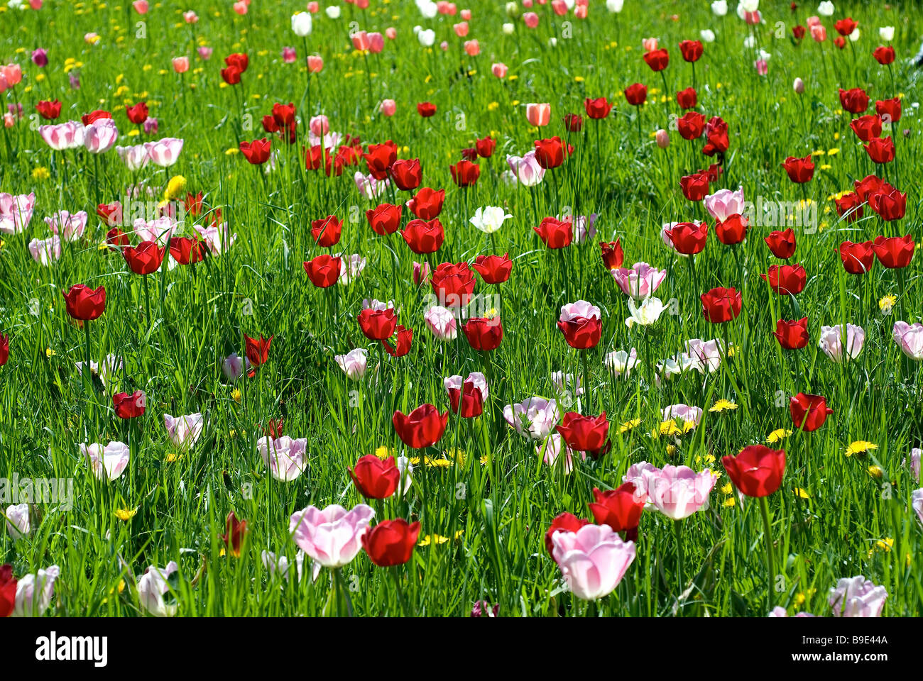 Tulips in Britzer Garten, Berlin, Germany Stock Photo Alamy