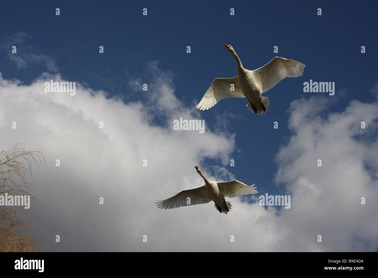 flight of the swans flying airborne sky skies cloud white blue glide