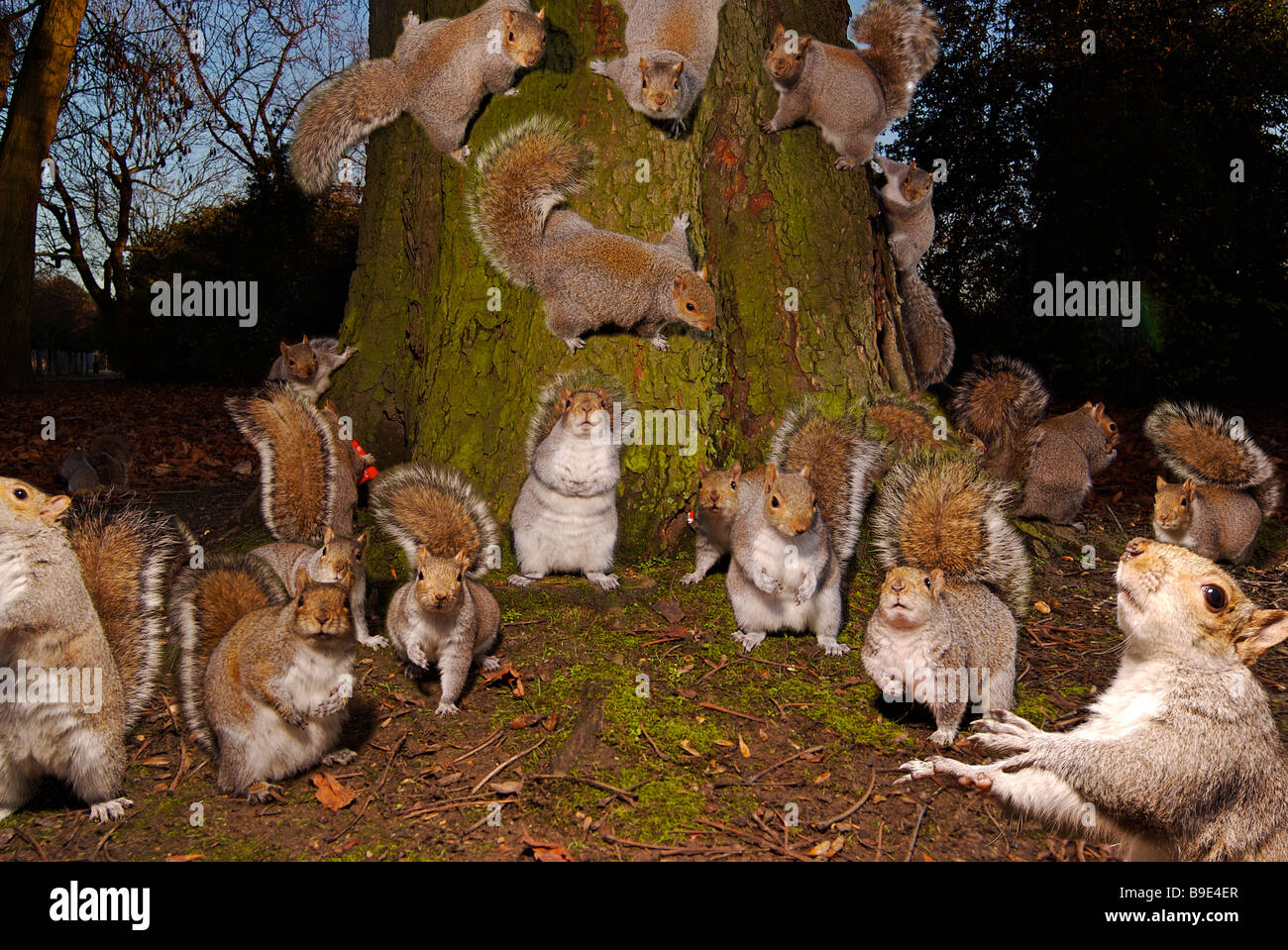 Lots of squirrels Stock Photo