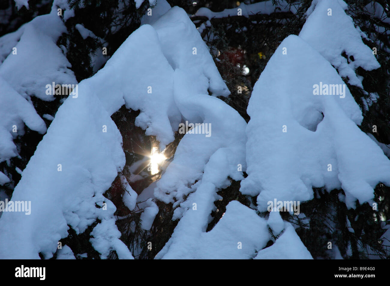 Schneebedeckte Fichte. Snowcovered spruce. Sapin rouge Stock Photo