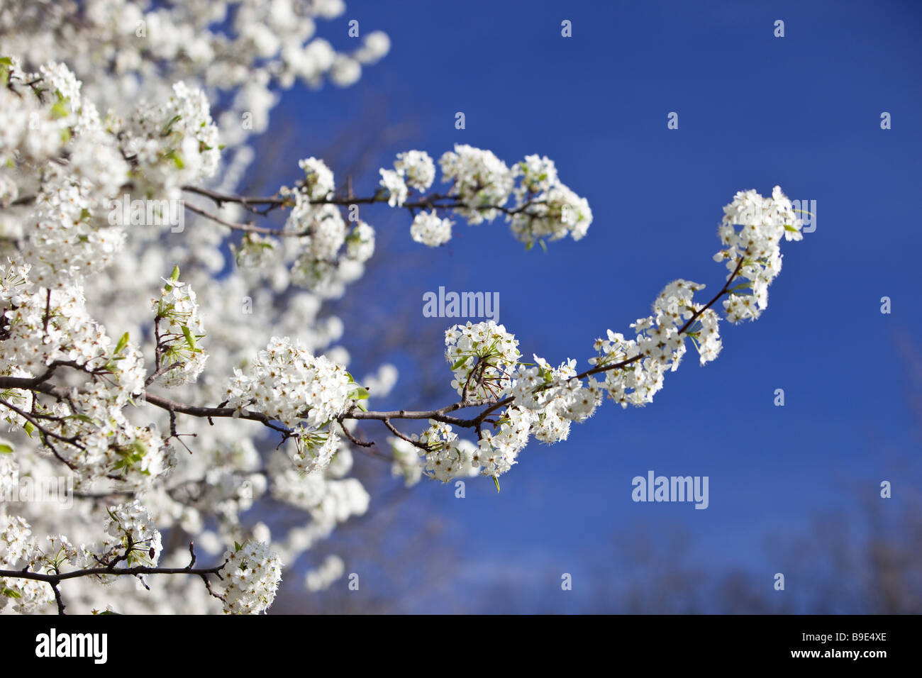 Spring Blossoms Stock Photo