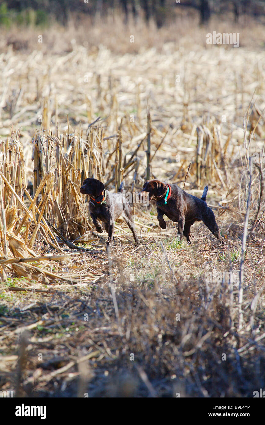 Two Brown German Short Haired Pointers Male And Female On Stock