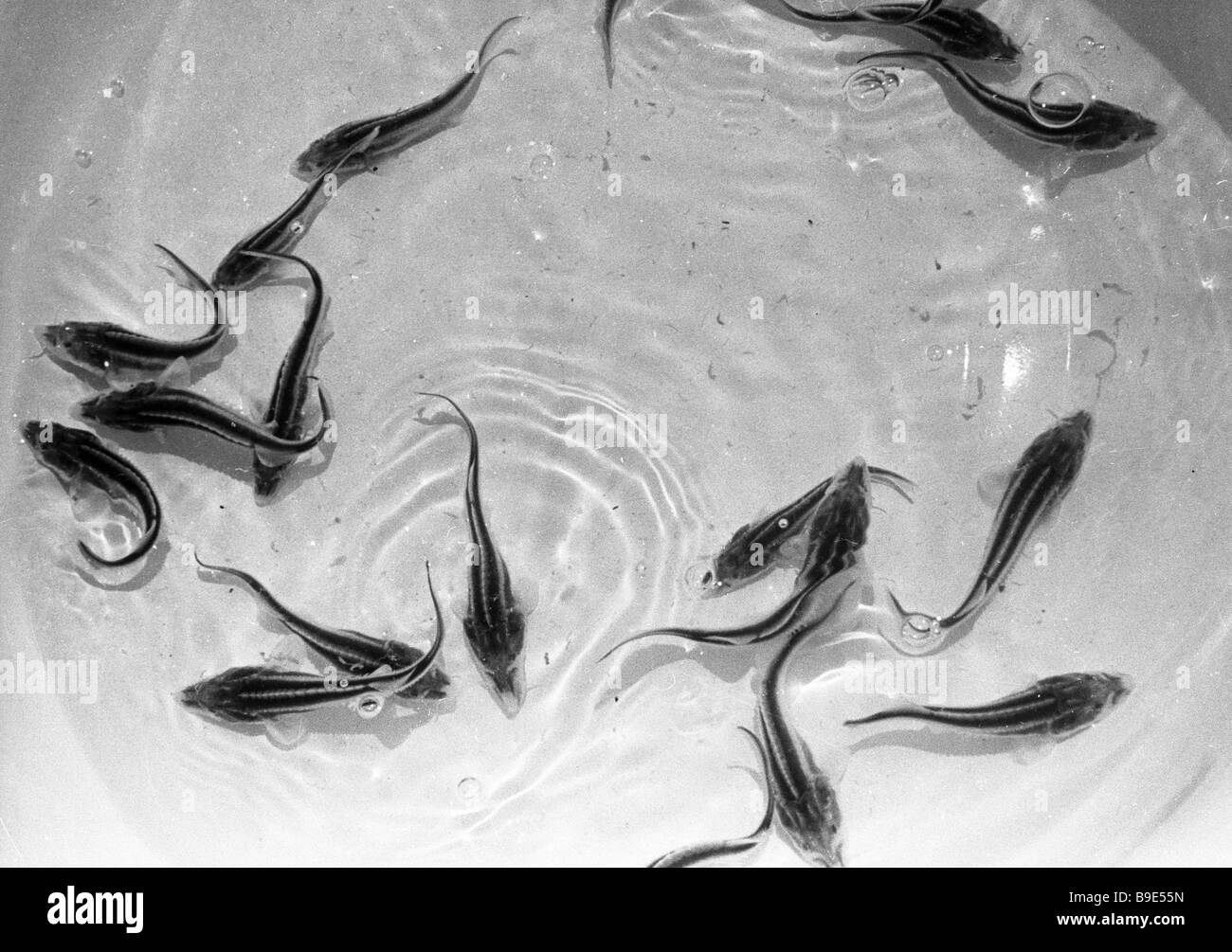 30 34 day old sturgeon bred at the Ikryaninsky fish breeding factory Stock  Photo - Alamy
