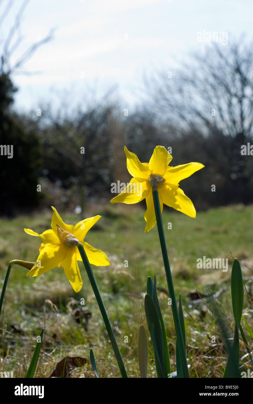 Looking over Daffodils Stock Photo Alamy