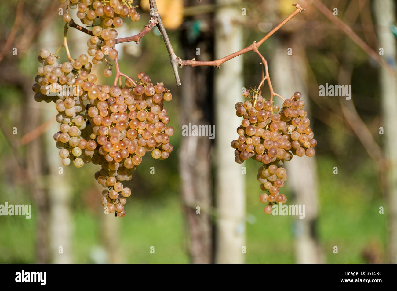 Wineyards Jurançon, a mellow wine in the South West of France. Stock Photo