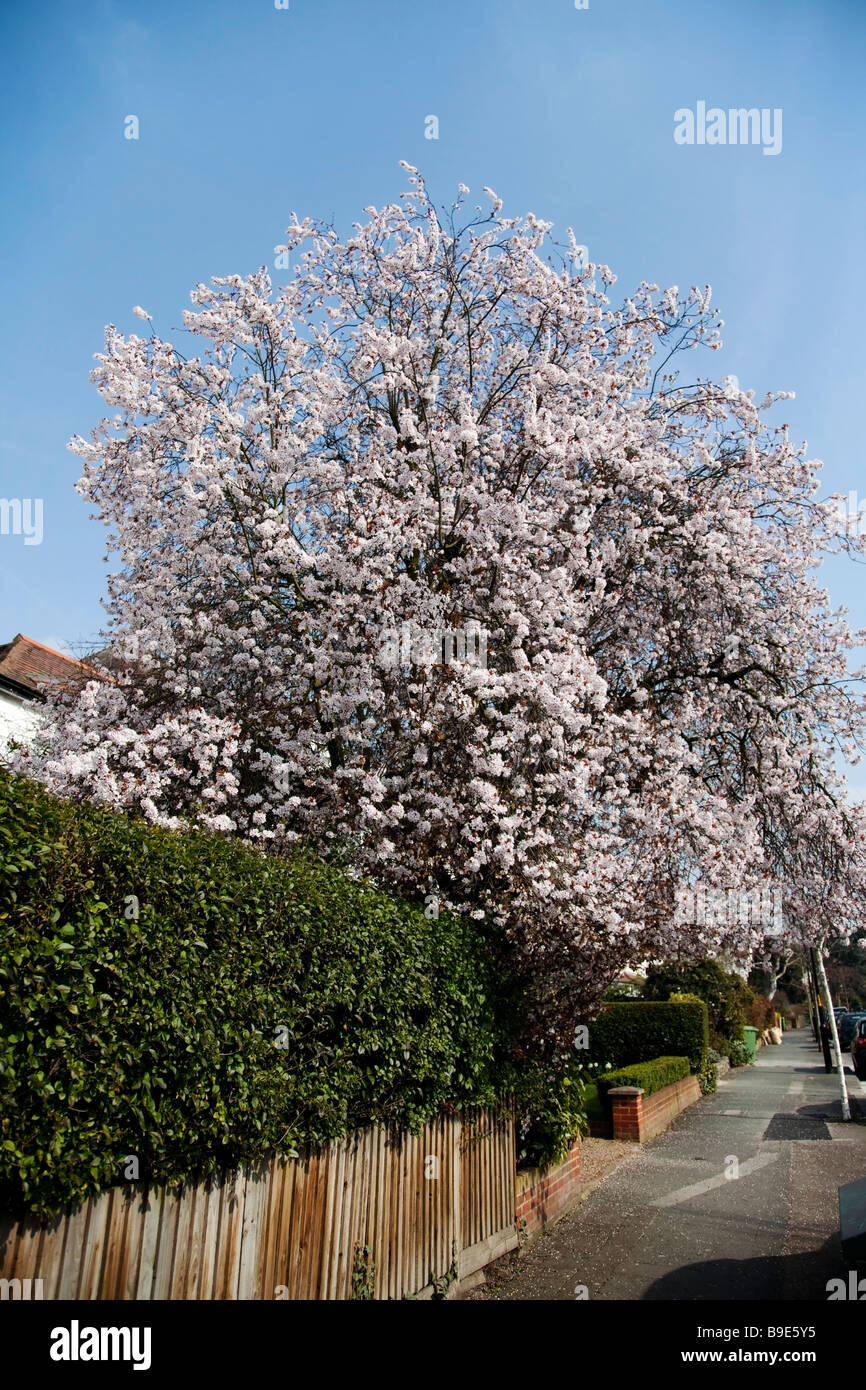 A cherry tree on a street in march. Stock Photo