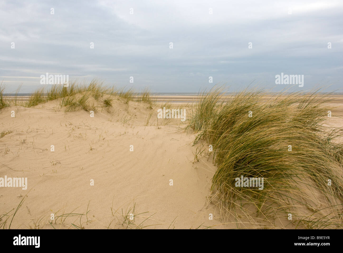 Sand dunes and seagrass Holkham Beach Wells next the sea Norfolk England Stock Photo