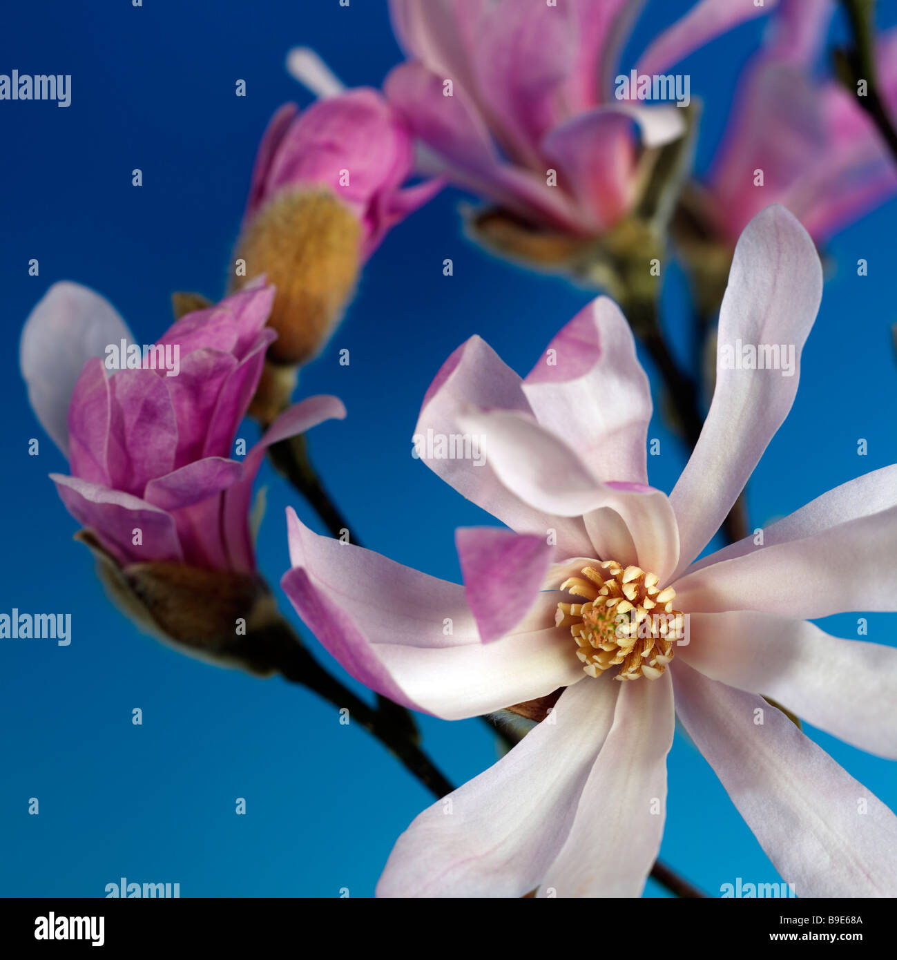 magnolia flowers opening in Spring against sky blue background Stock ...