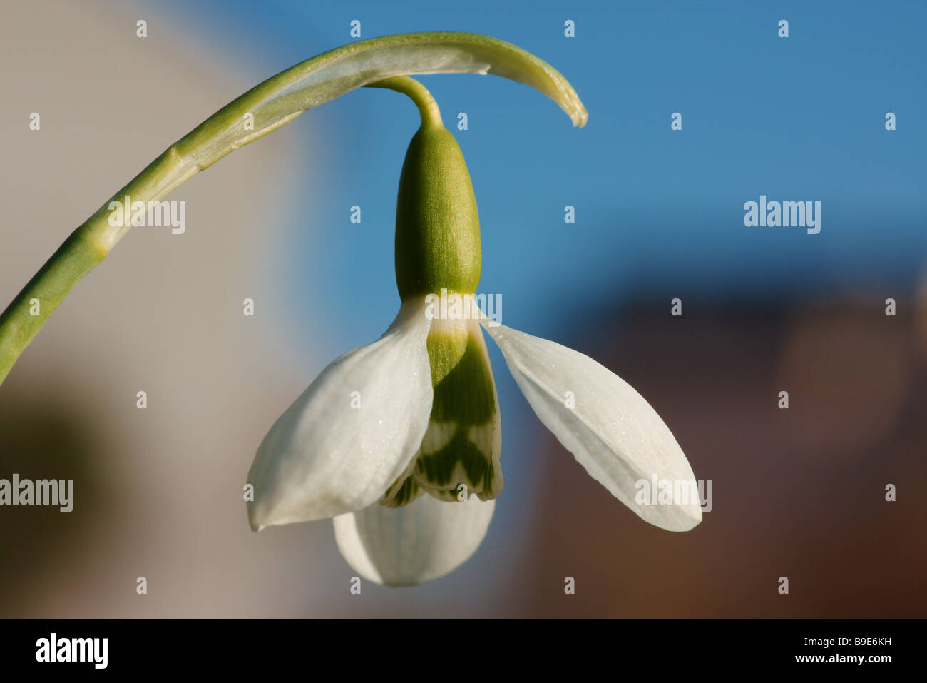macro picture of a snowdrop Stock Photo