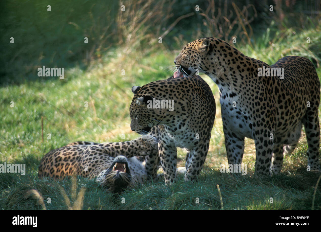 Leopards pair mating Panthera pardus adult affection affectionate Africa animal animal communication animal head animal portrait Stock Photo