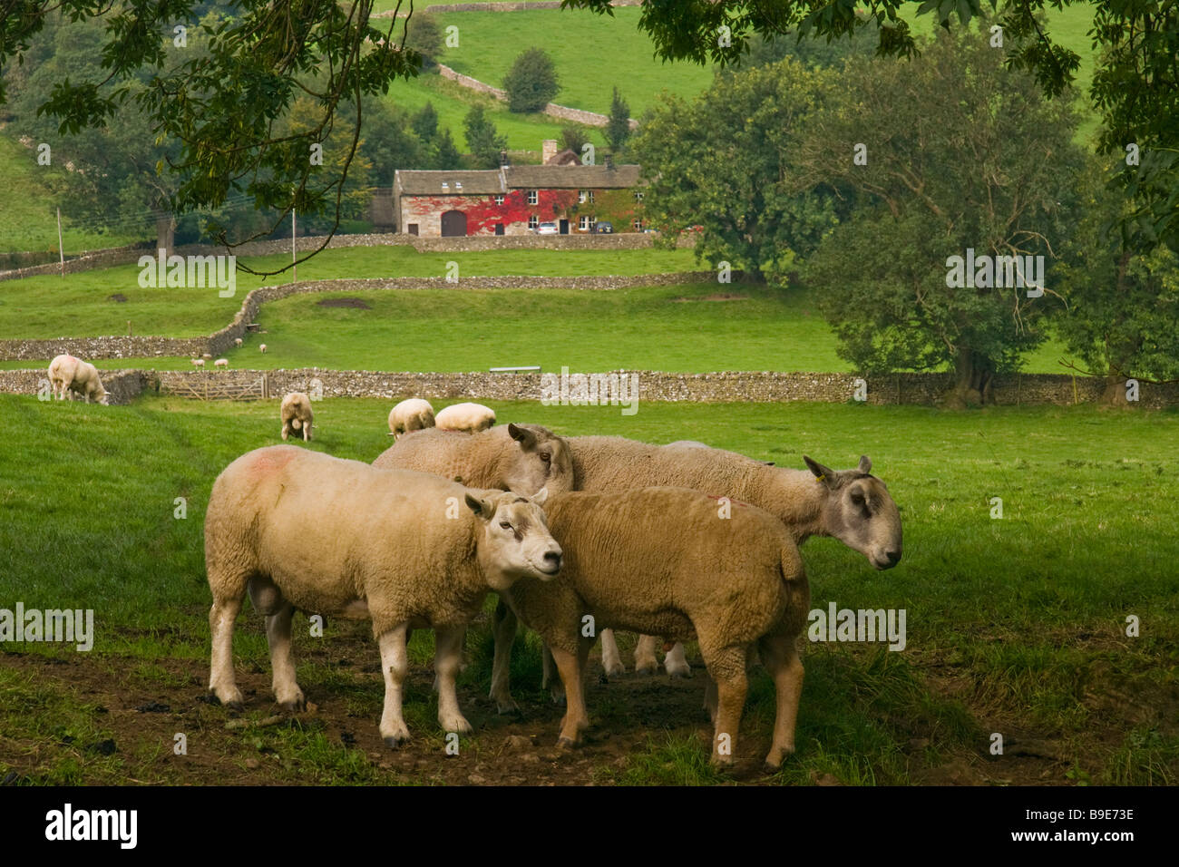Rams resting in a Yorkshire field Stock Photo