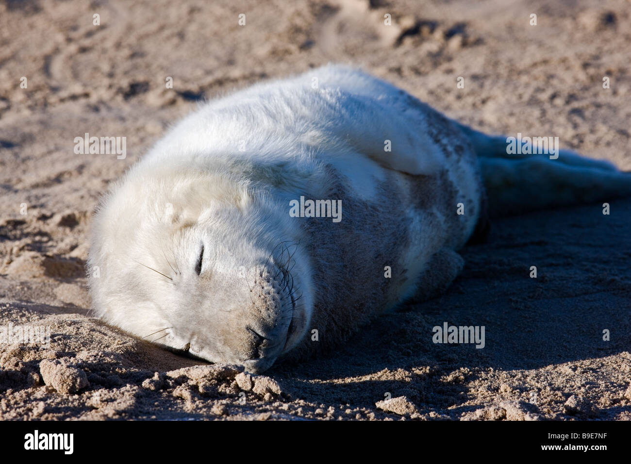 Halichoerus grypus grey seal pup Lincolnshire December 2008 Stock Photo