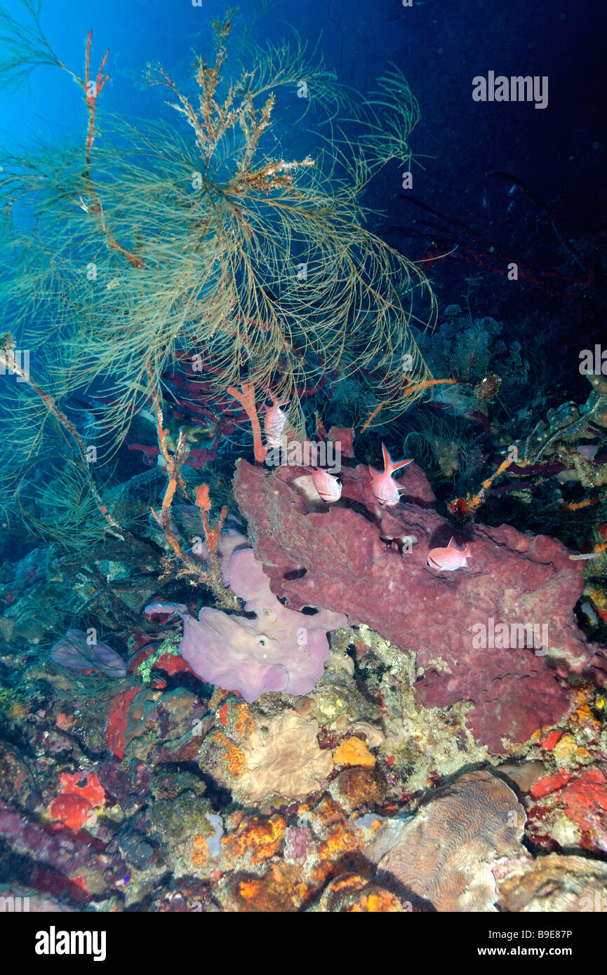 Caribbean underwater life Stock Photo