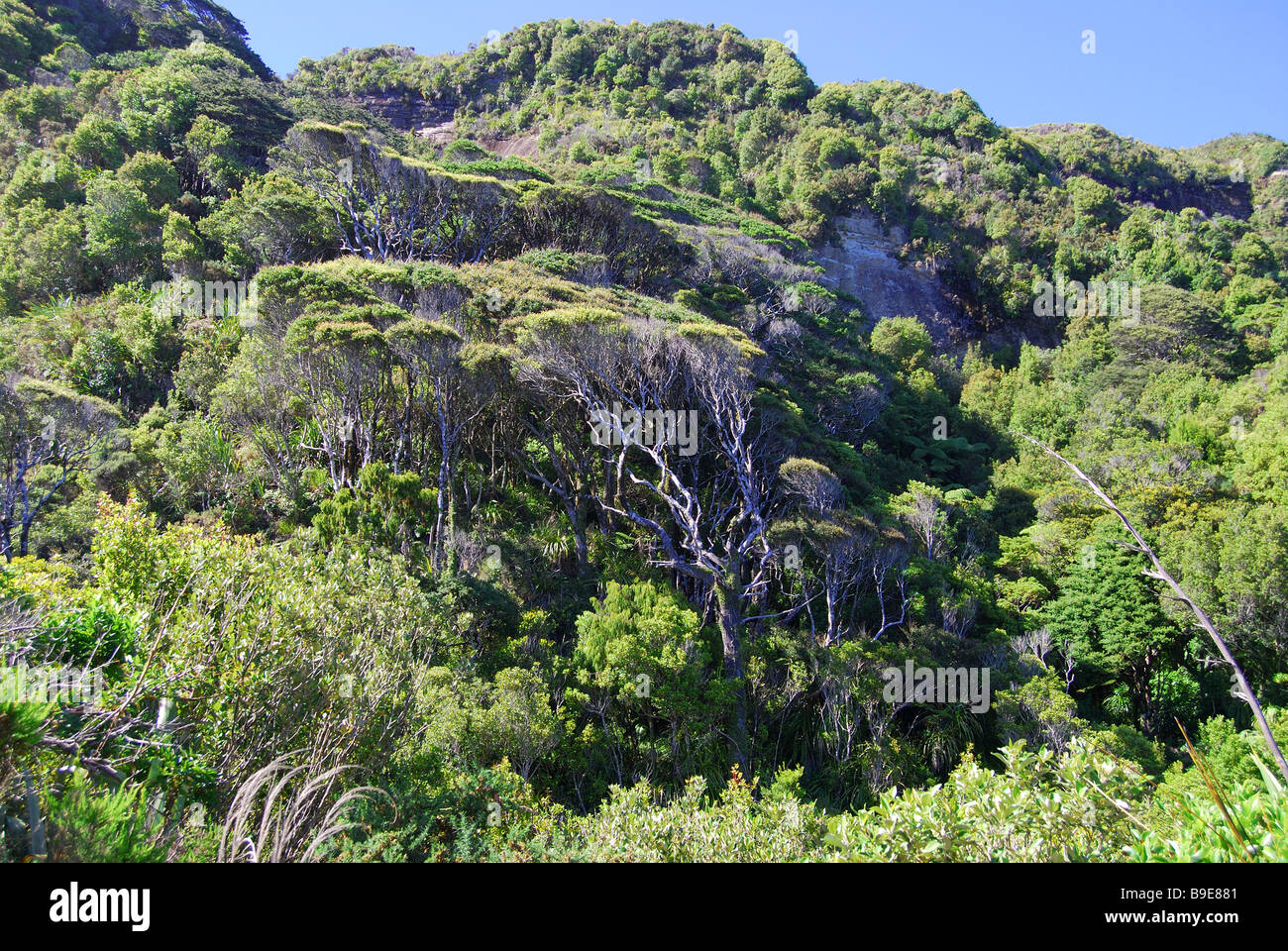 Native forest, Punakaiki, Paparoa National Park, West Coast, South Island, New Zealand Stock Photo