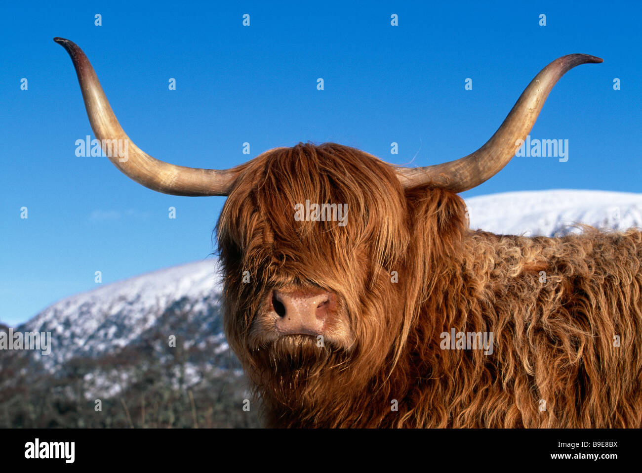 Highland Cow with winter blue sky and snow covered mountain back ground Stock Photo