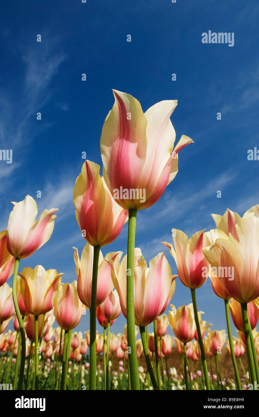 Pink tulips in a garden, Indira Gandhi Tulip Garden, Srinagar, Jammu And Kashmir, India Stock Photo