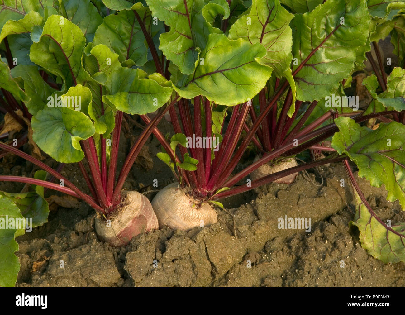 Beets growing in soil Stock Photo Alamy