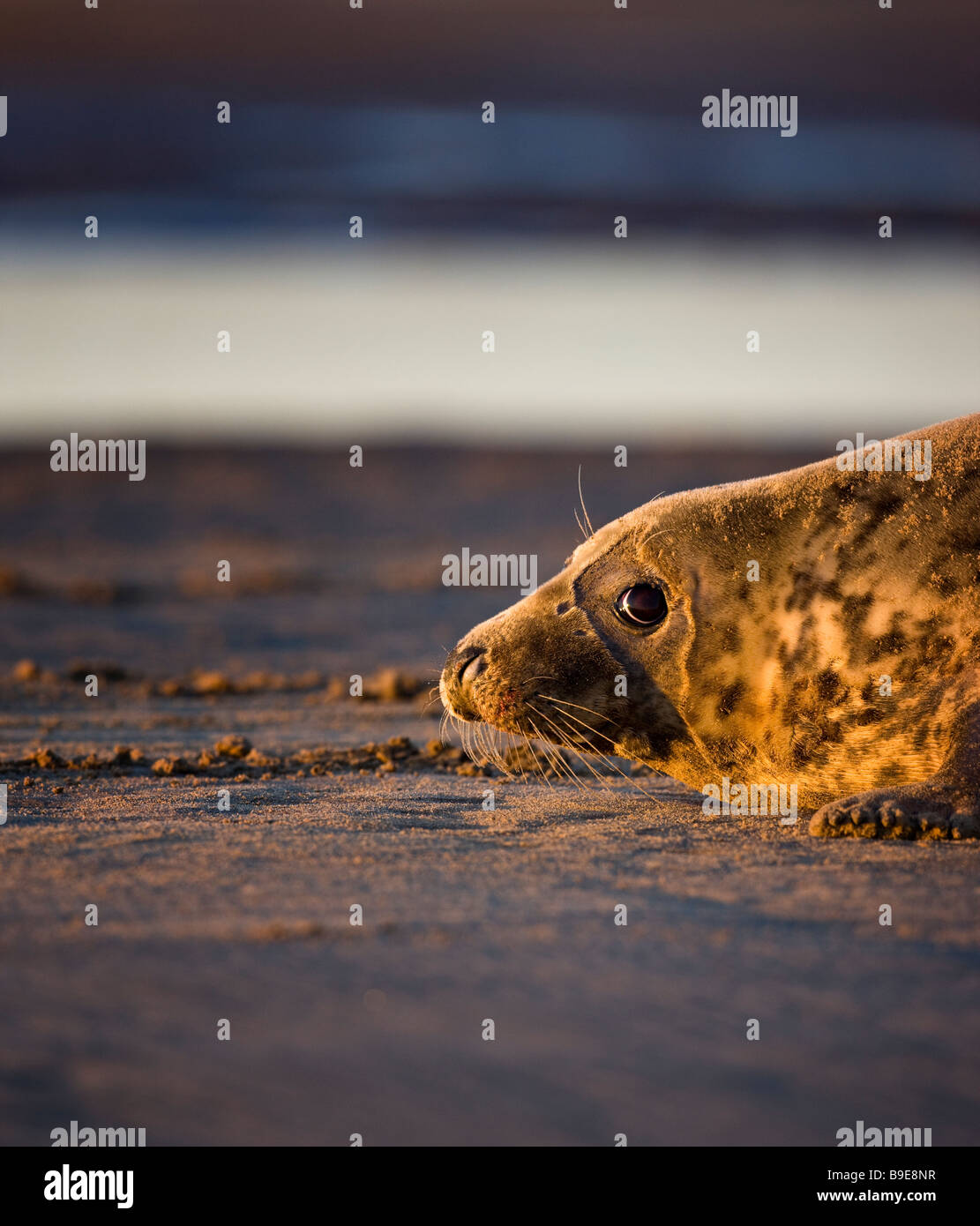 Halichoerus grypus female grey seal Lincolnshire December 2008 Stock Photo