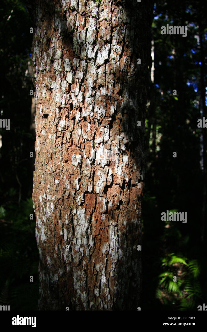 Eucalyptus main image 1