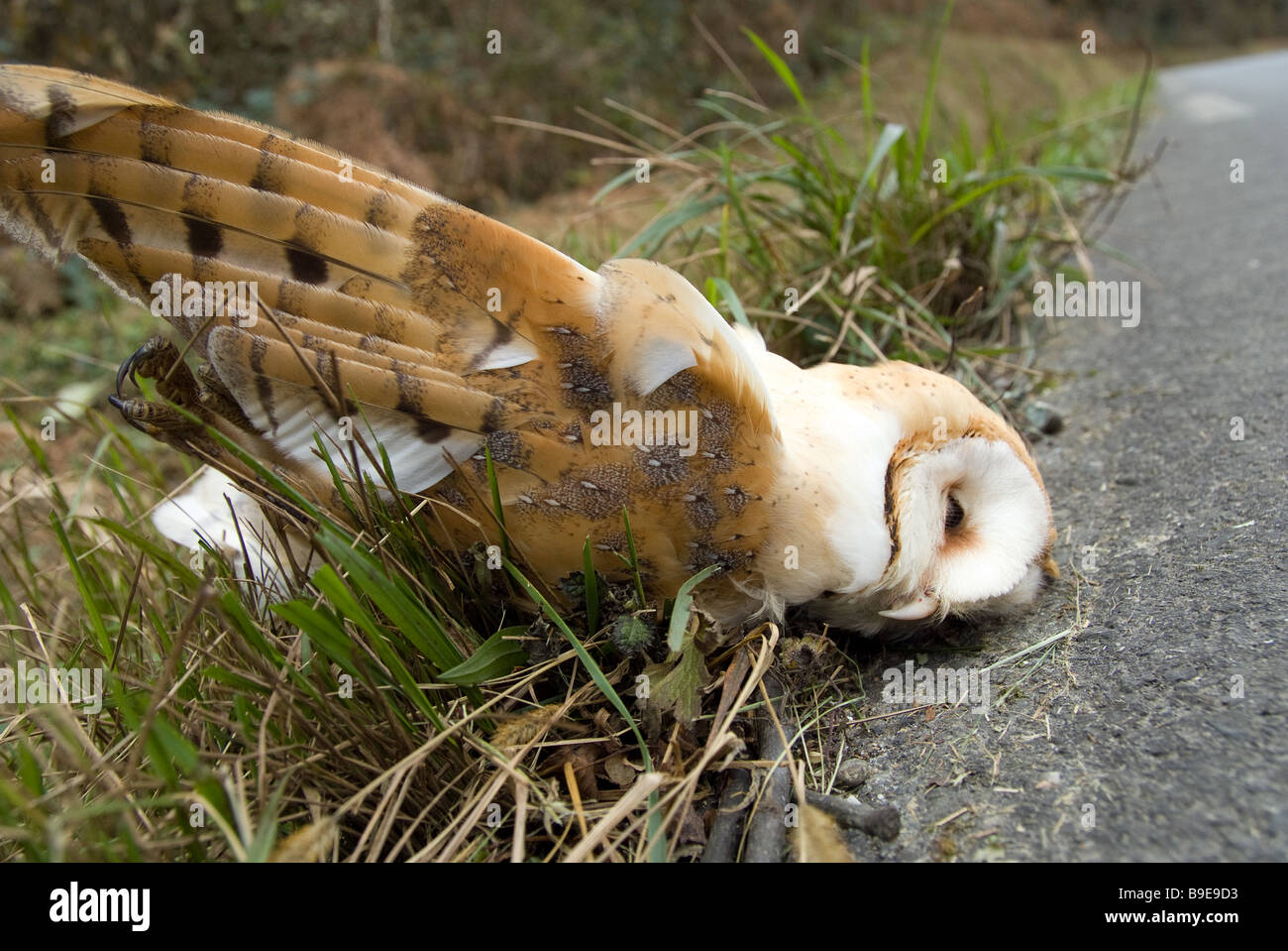 Owl frightens killed by a car Stock Photo Alamy