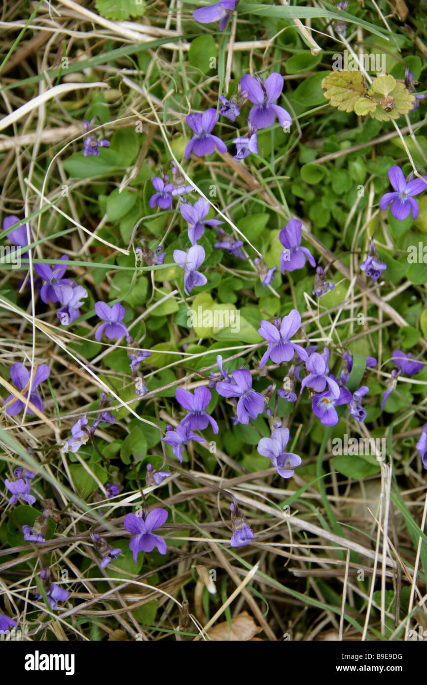 Common Dog Violet, Viola riviniana, Violaceae Stock Photo