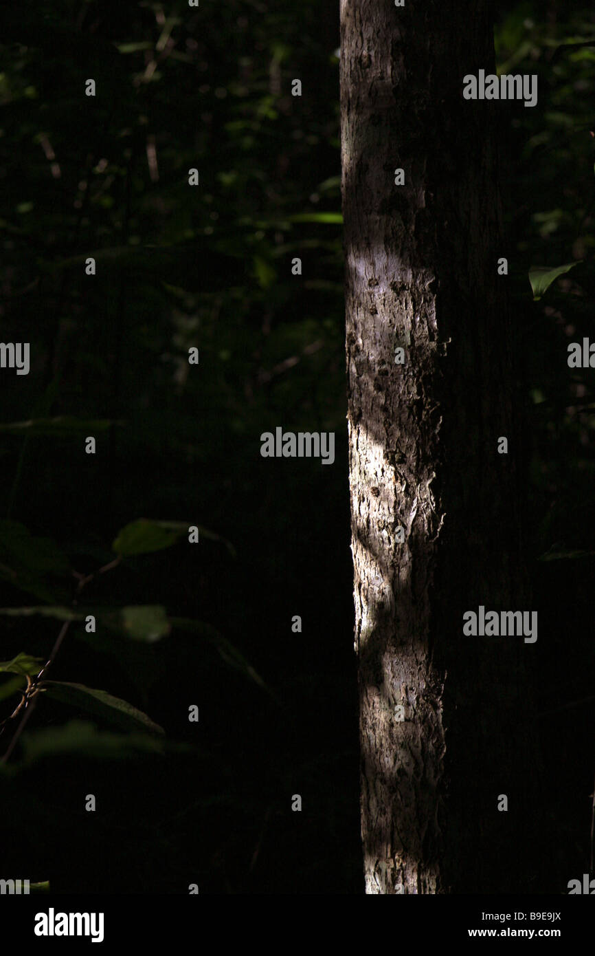 Sunlight caught a eucalyptus tree in the Kondalilla National Park Stock