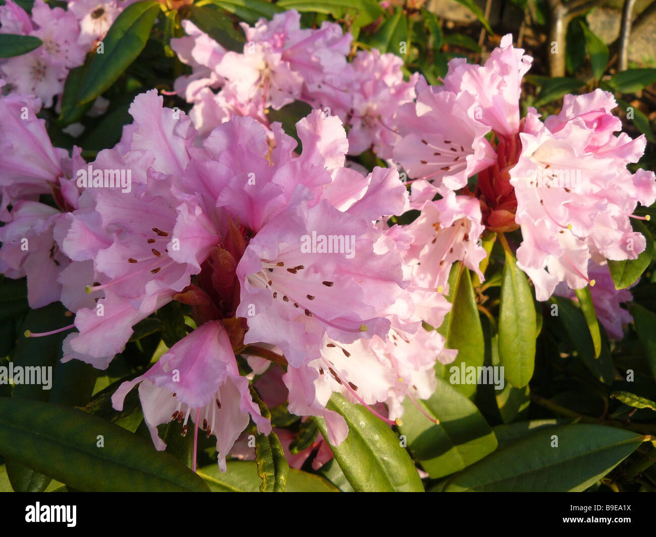 pink rhododendron bush Stock Photo