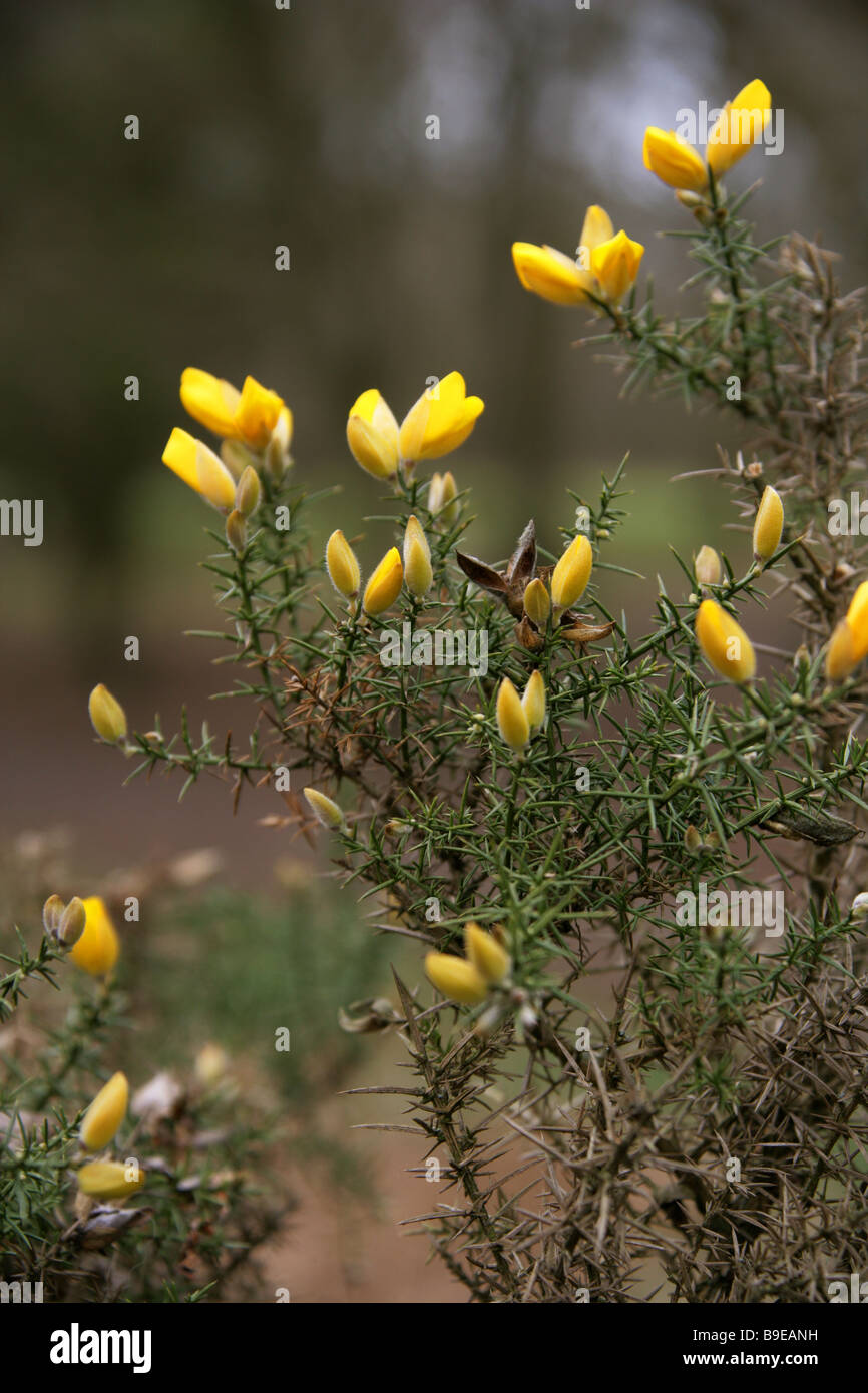 Common Gorse, Furze or Whin, Ulex europaeus, Fabaceae, aka Honey Bottles or Hoth Stock Photo