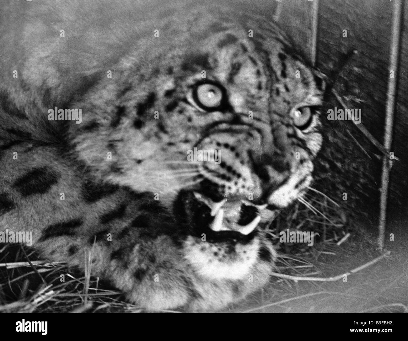 A Snow Leopard In A Cage Stock Photo Alamy