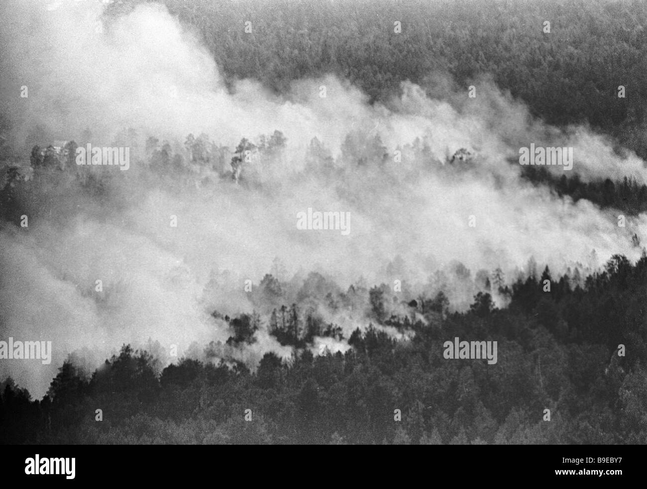 A forest fire Stock Photo - Alamy