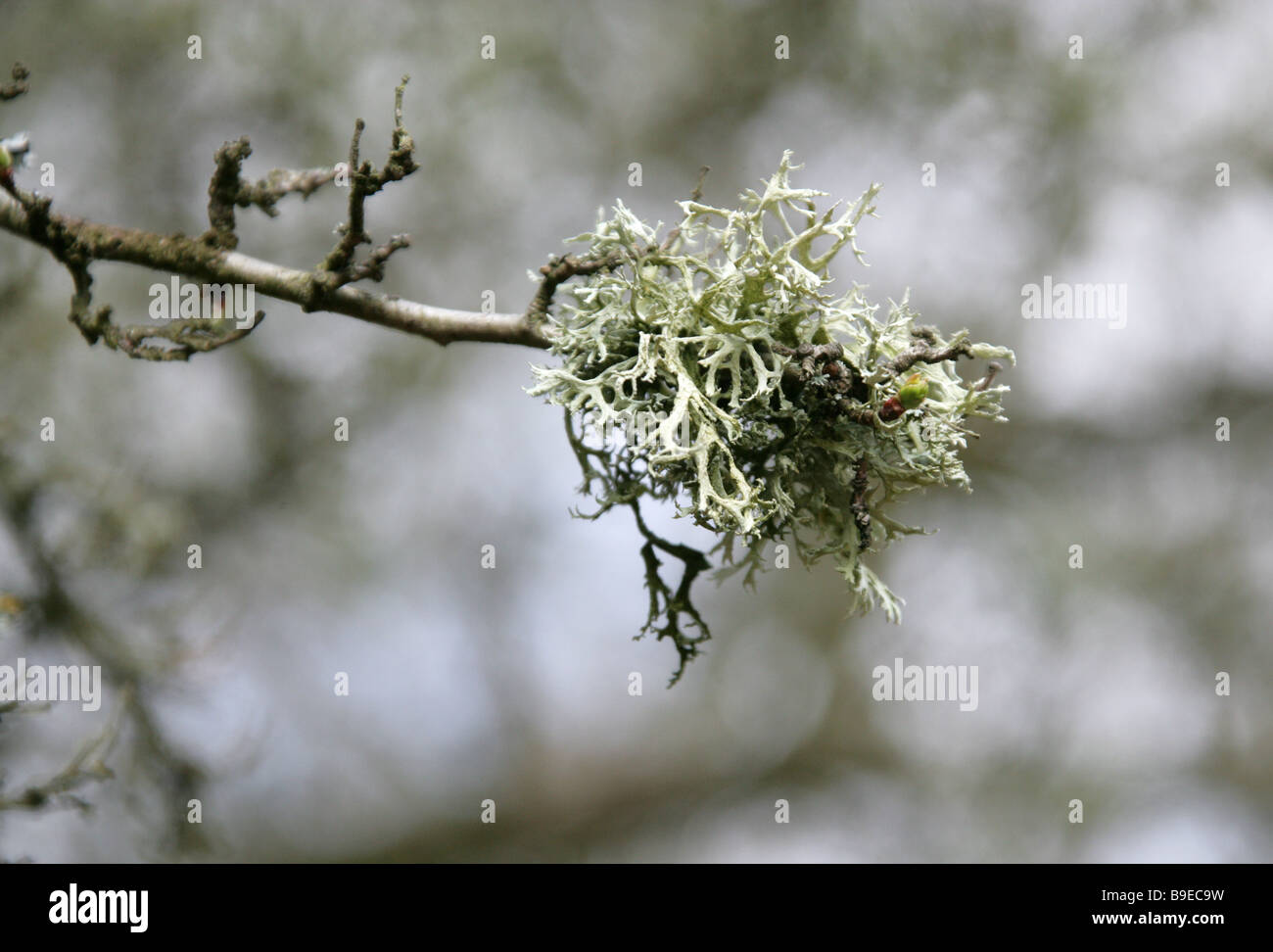 Grey Lichen Growing on a Prunus Tree Branch Stock Photo