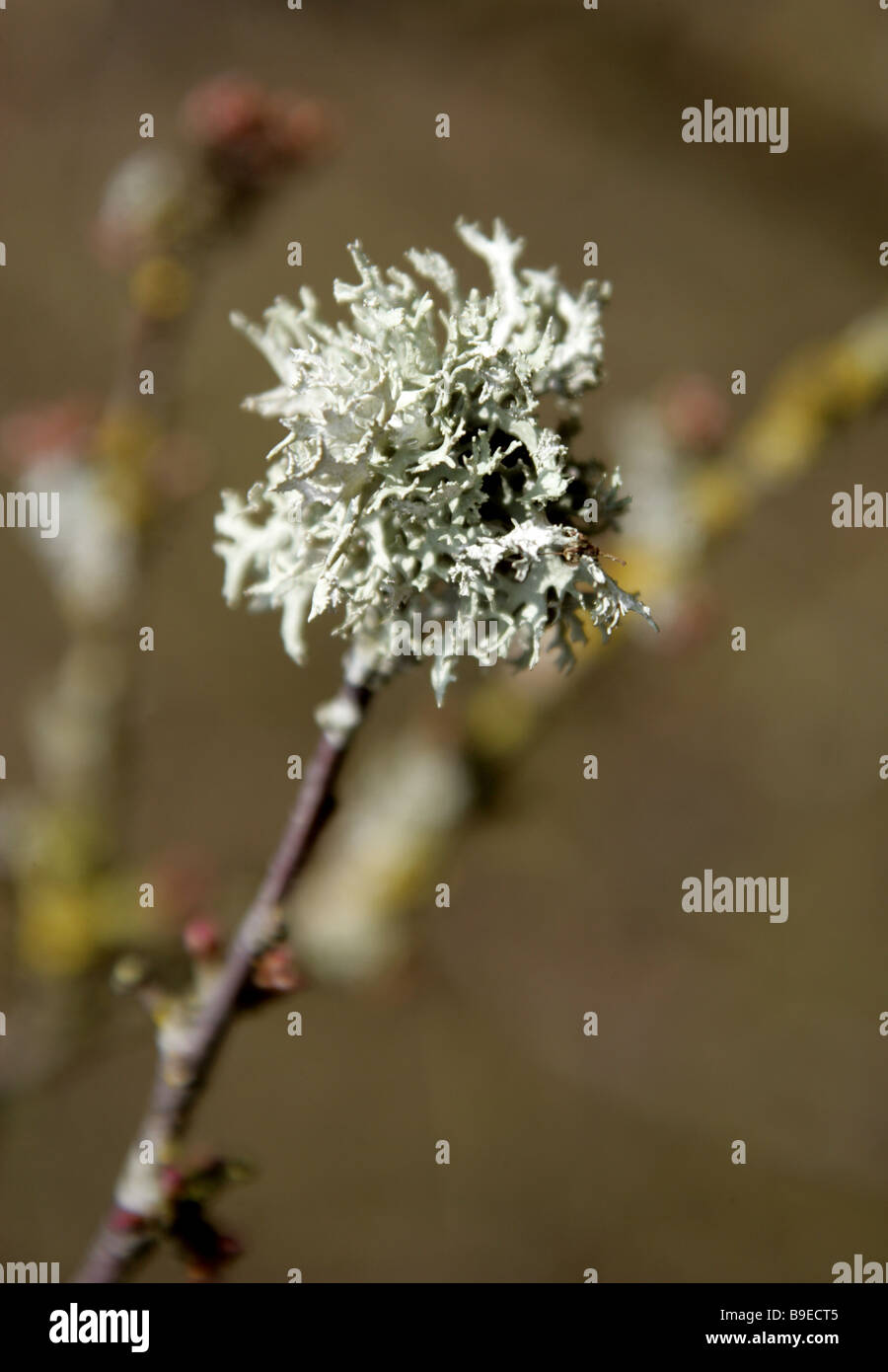 Grey Lichen Growing on a Tree Branch Stock Photo