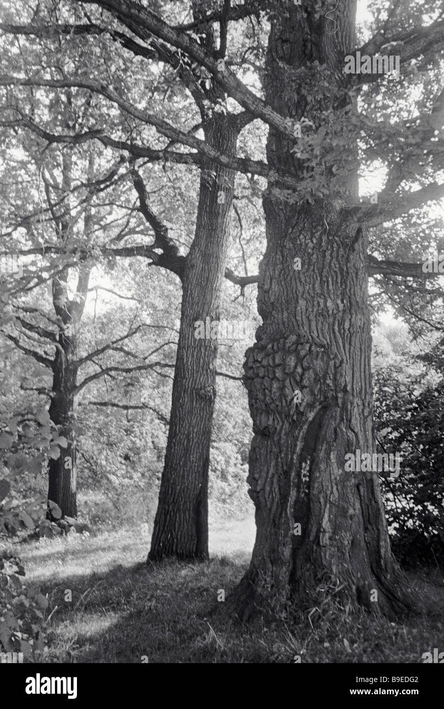 Two hundred year old oak tree at Botanical Garden Stock Photo Alamy