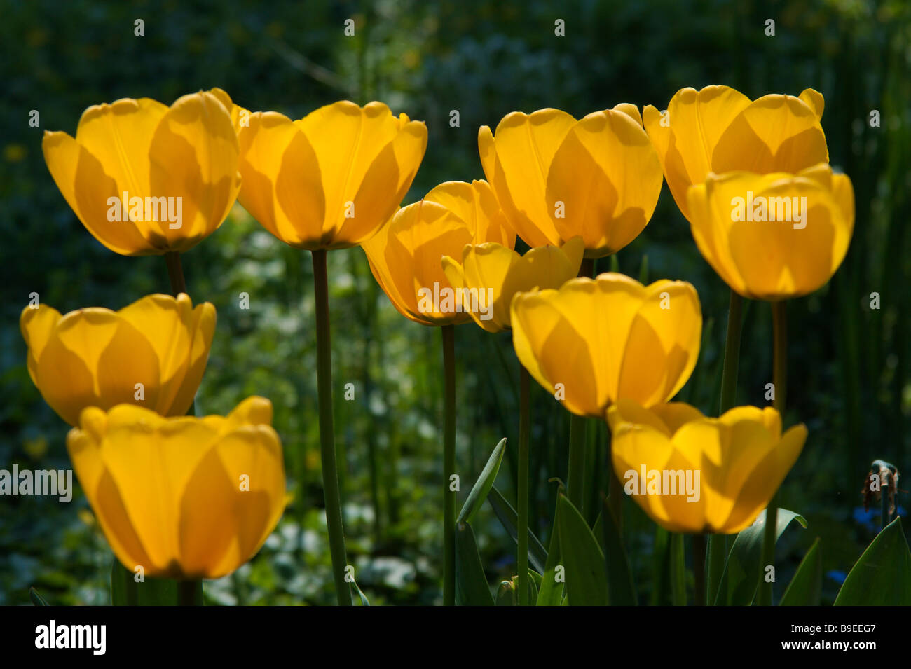 a photography of tulips Stock Photo