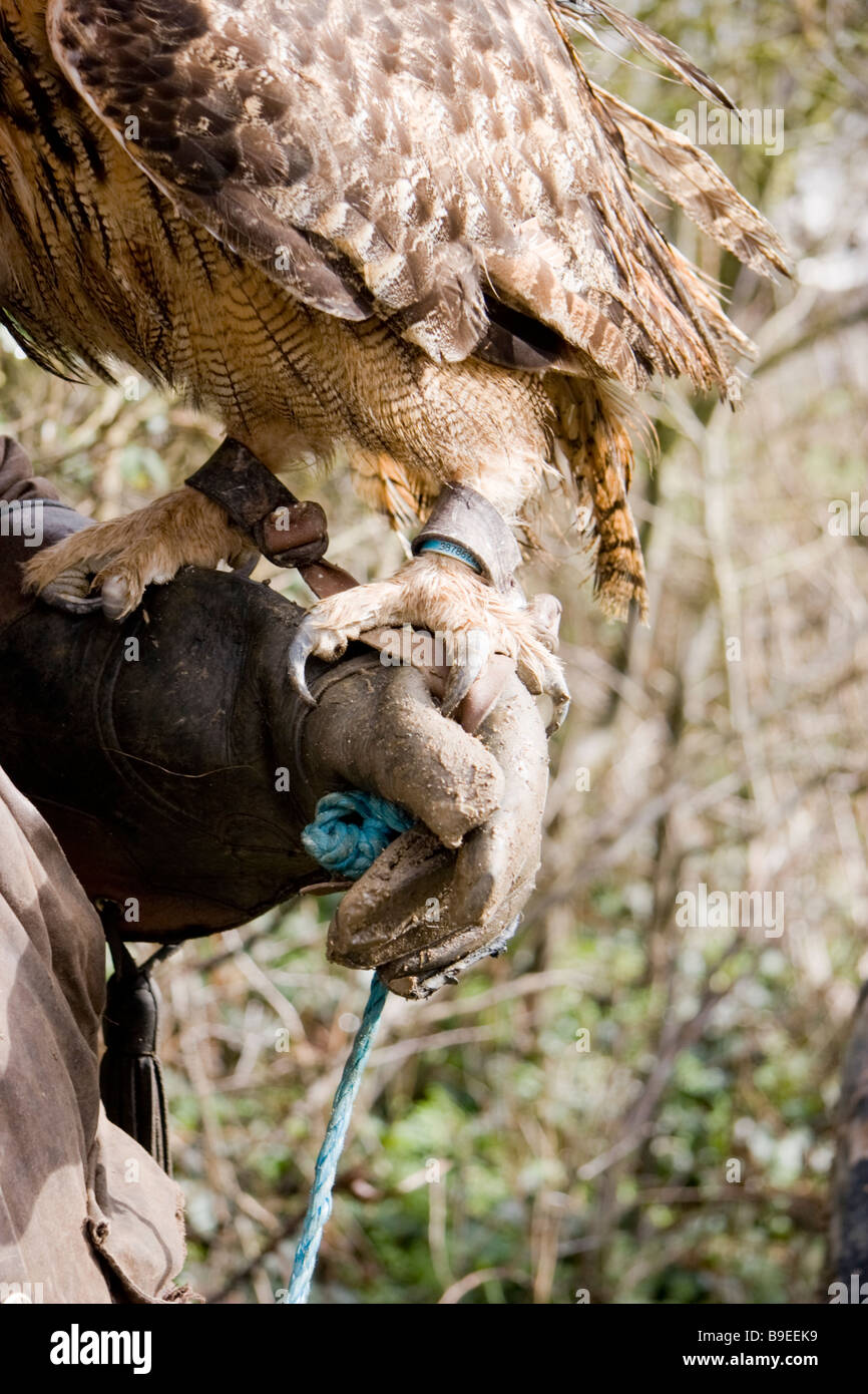 European Eagle Owl bubo bubo bird talon Stock Photo