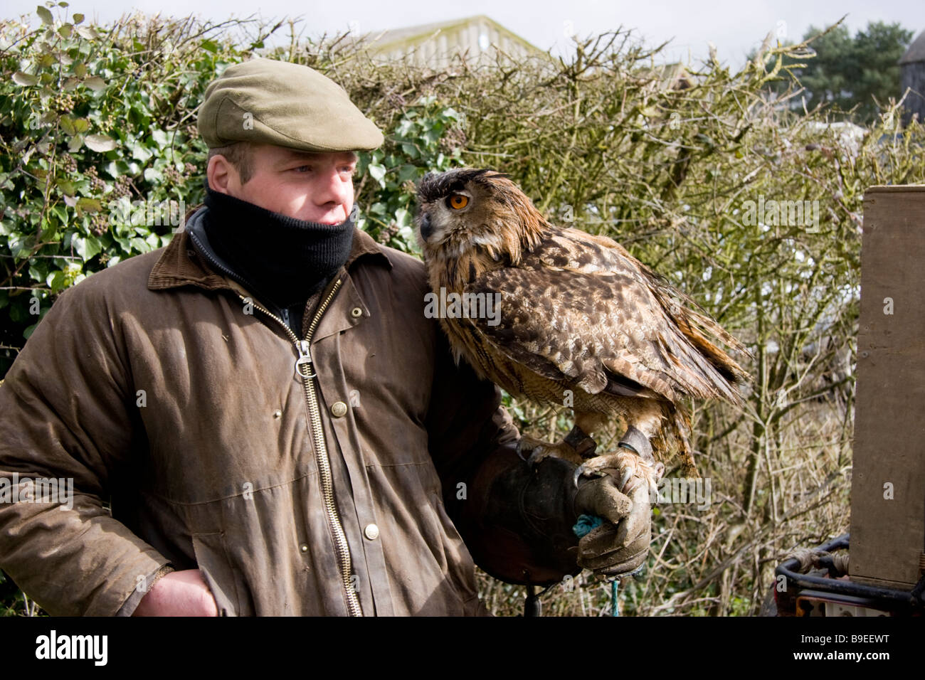 European Eagle Owl bubo bubo with its keeper Stock Photo