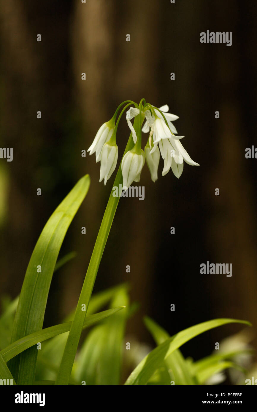 Three-cornered Leek, Allium triquetrum, in flower Stock Photo