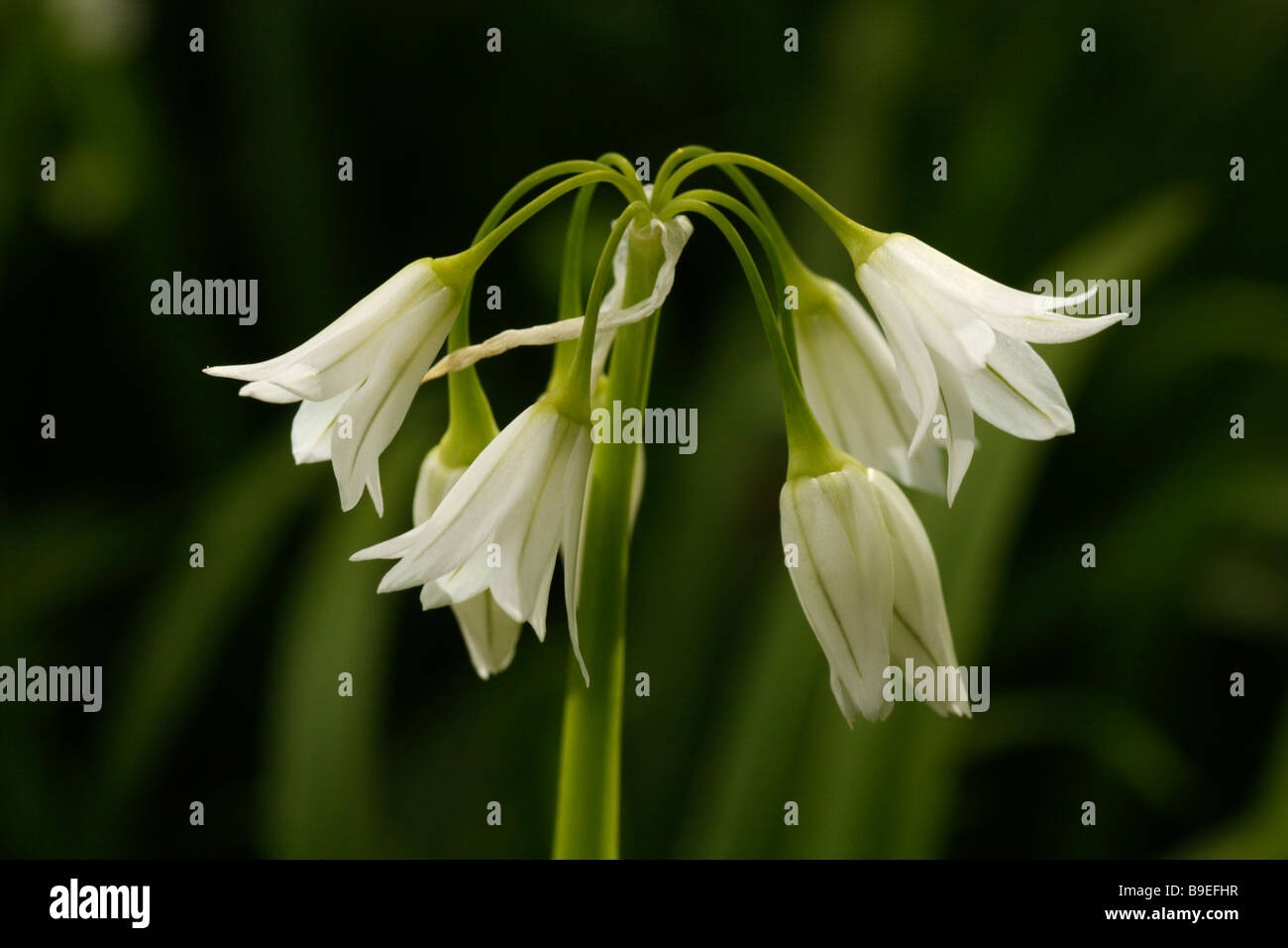 Three-cornered Leek, Allium triquetrum, in flower Stock Photo