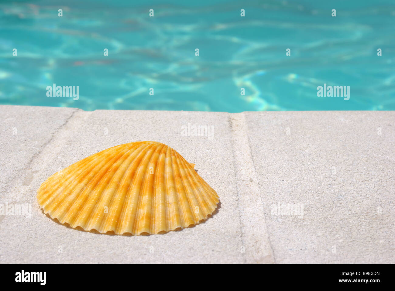 Shell on pool side Stock Photo