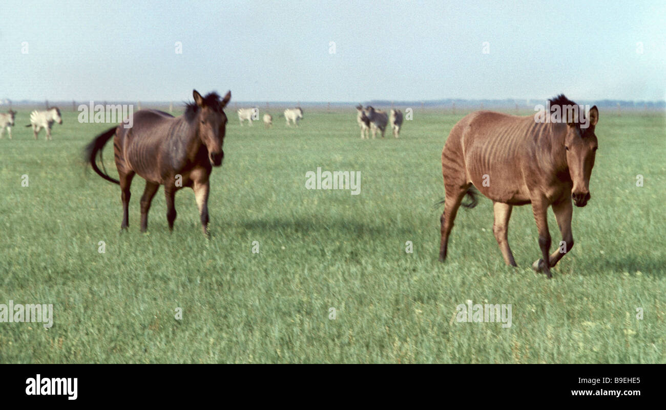 Zebroids horse zebra hybrids in the Askania Nova preserve Stock Photo