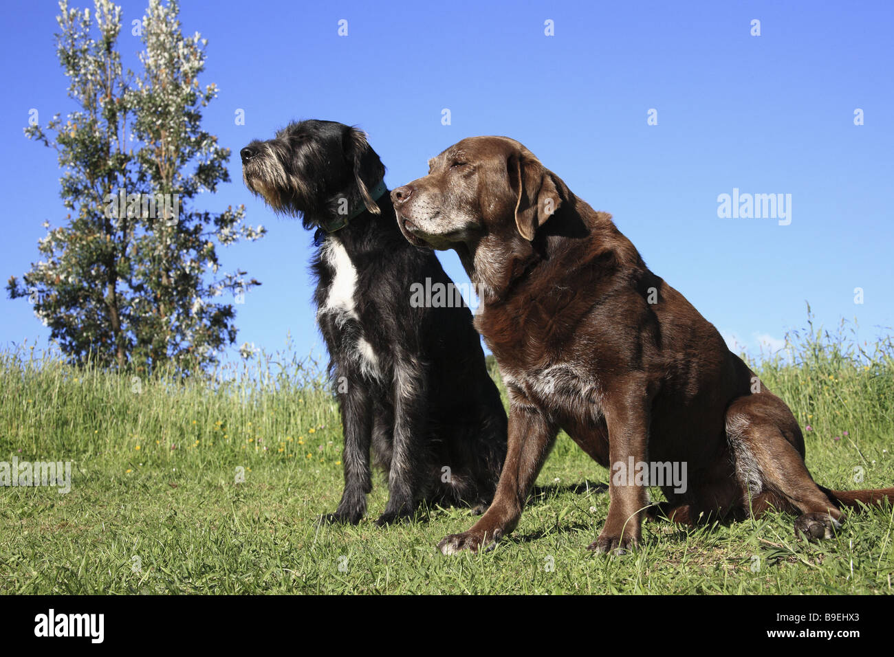 Two dogs sitting on green grass Stock Photo - Alamy