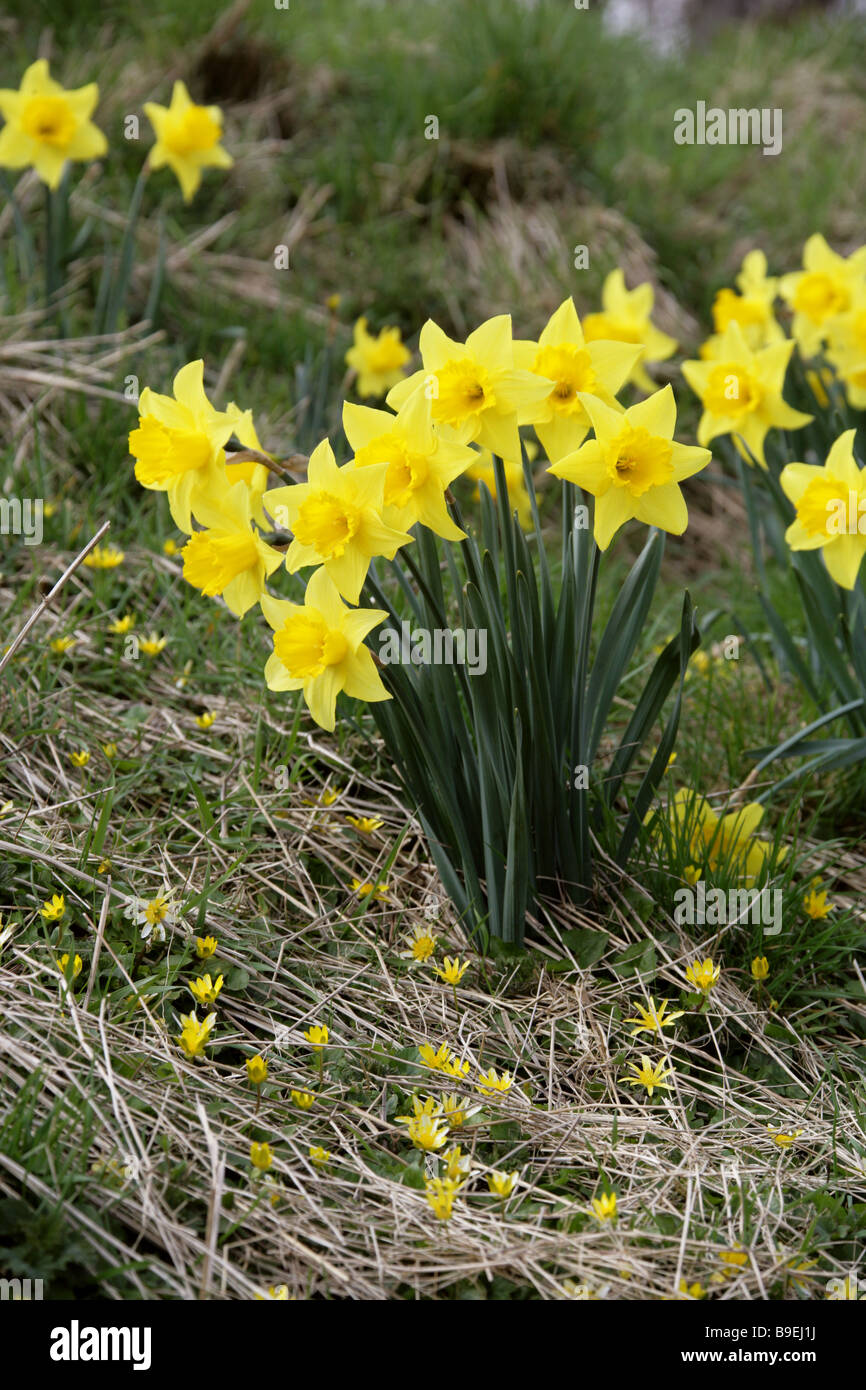 Wild Daffodils and Lesser Celandines, Ranunculus ficaria, Growing on a Grassy Bank in March Stock Photo