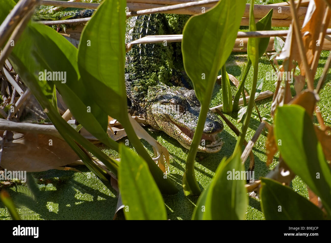 An American Alligator Stock Photo