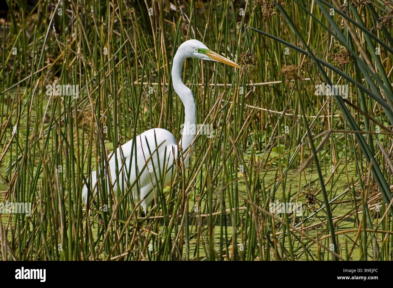 A Great Egret in a Florida marsh Stock Photo