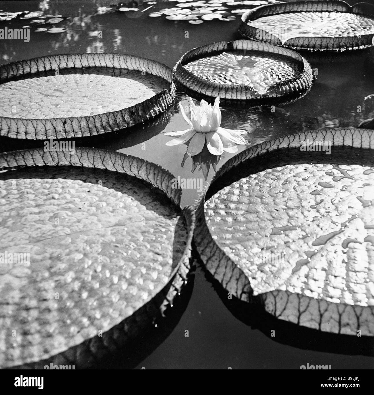 A Victoria regia the world s largest water lily at the Nikitsky