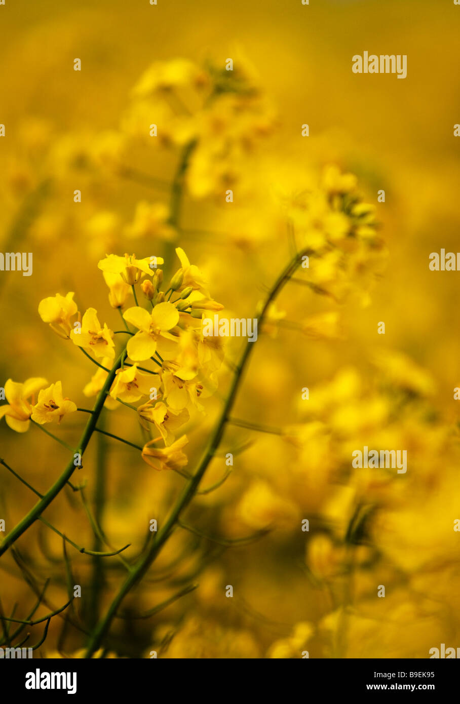 Rapeseed (Brassica napus) Stock Photo