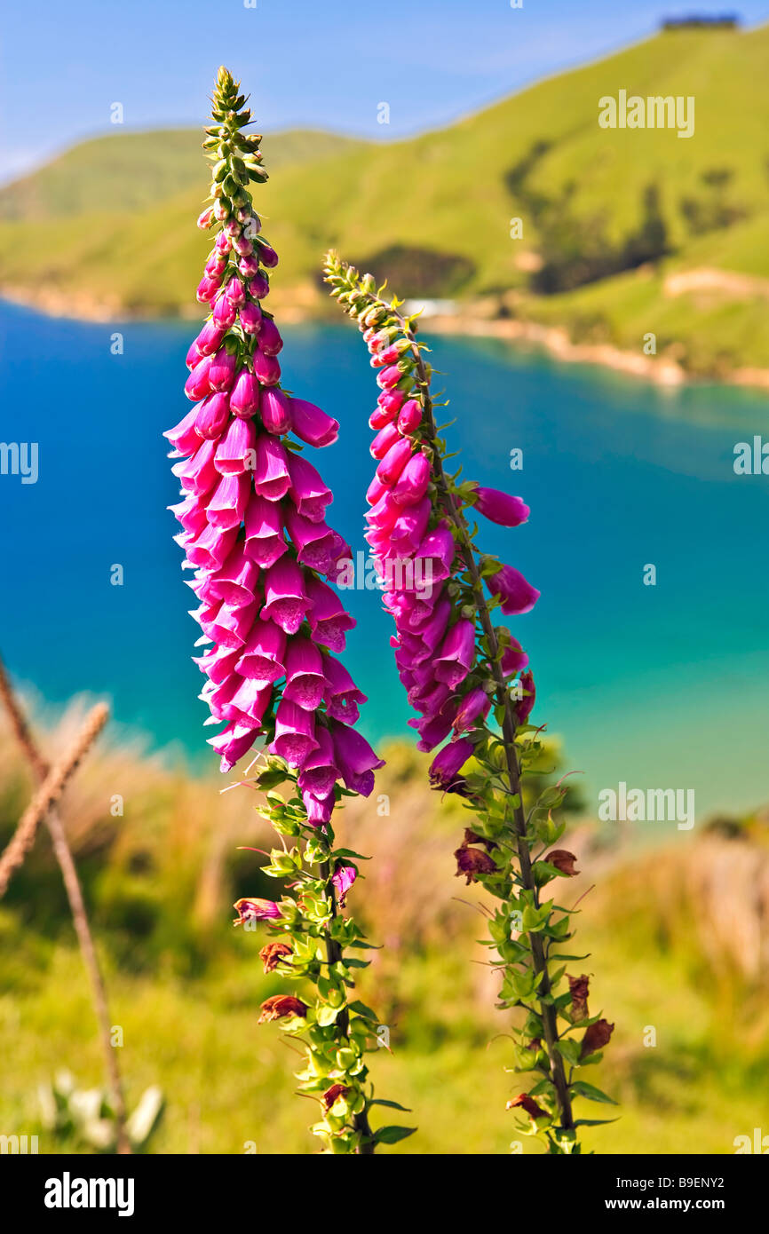 Foxglove Digitalis purpurea Titirangi Bay in Guards Bay Marlborough ...