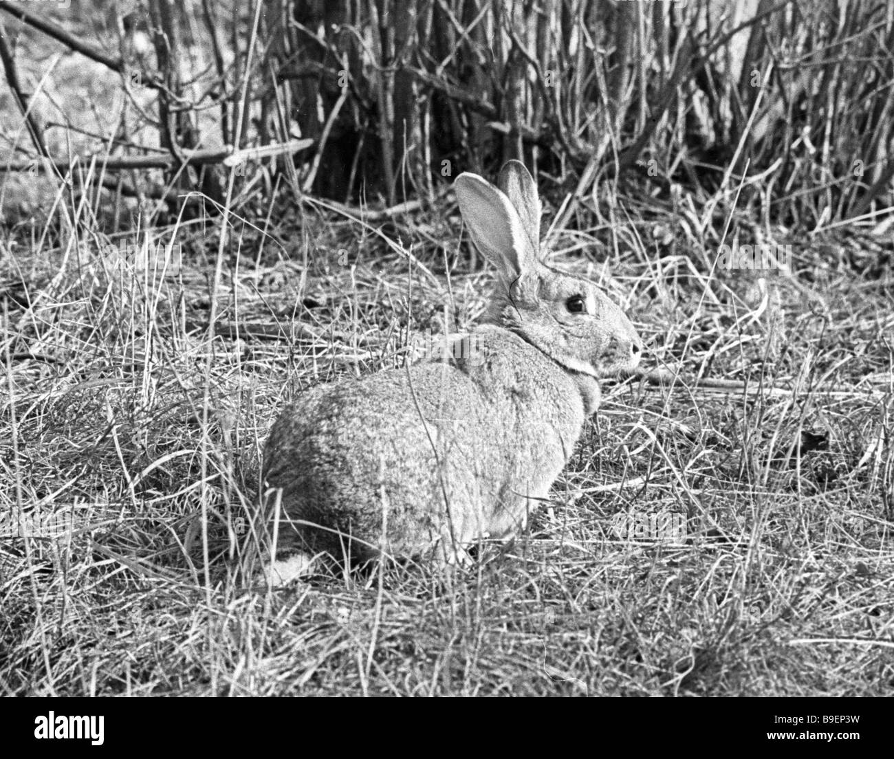 A young hare in the Astrakhan state nature preserve Stock Photo Alamy